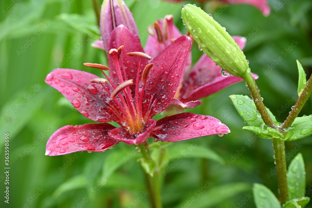 Red Lily after rain