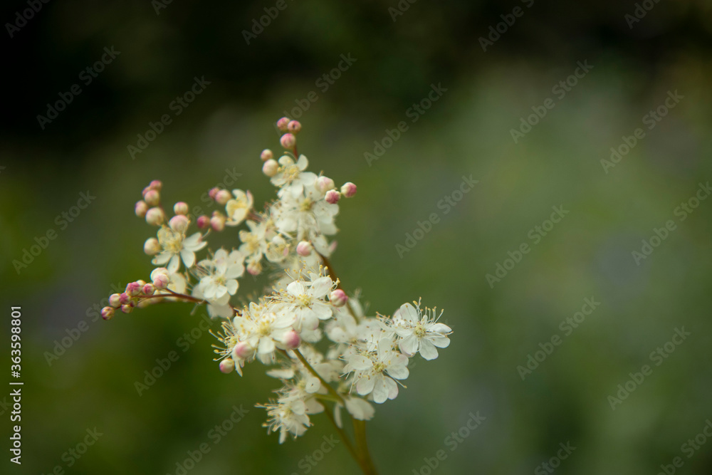 A branch with pink and white flowers on a dark green grass background A branch with pink and white flowers on a dark green grass background