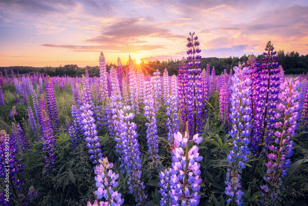 Obraz premium Summer landscape with violet flowers