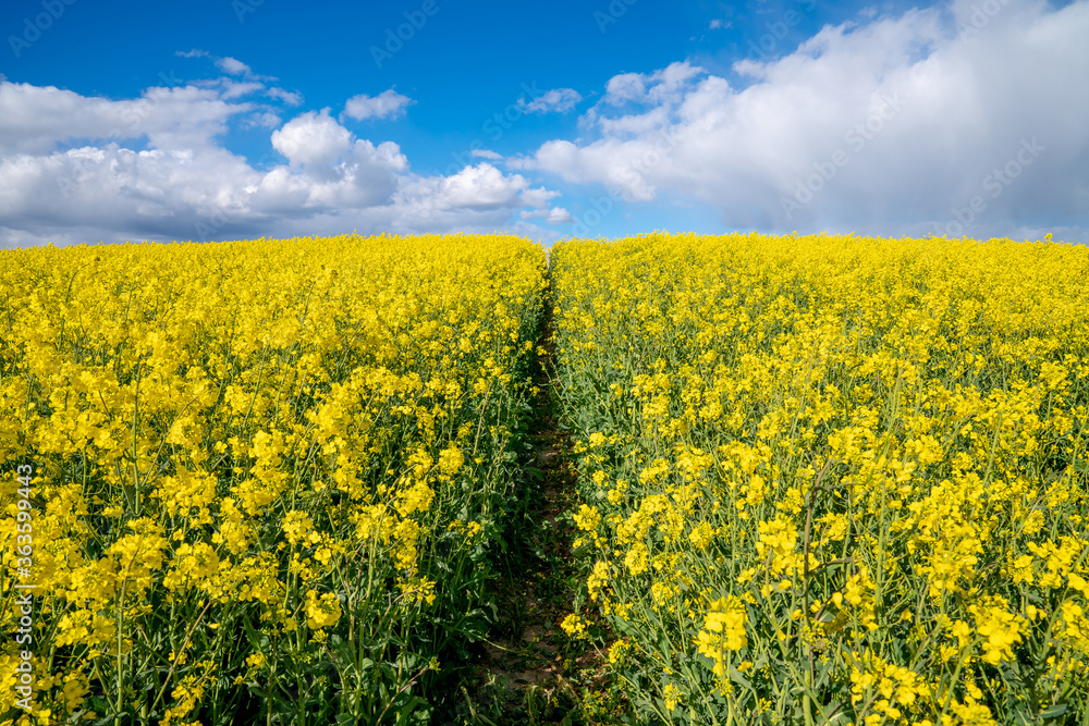Obraz premium Rapeseed field in blossom