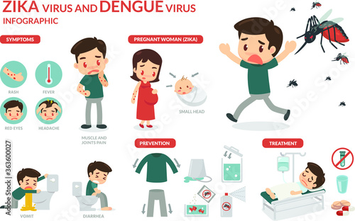 Zika virus and dengue virus infographic. Vector flat design.