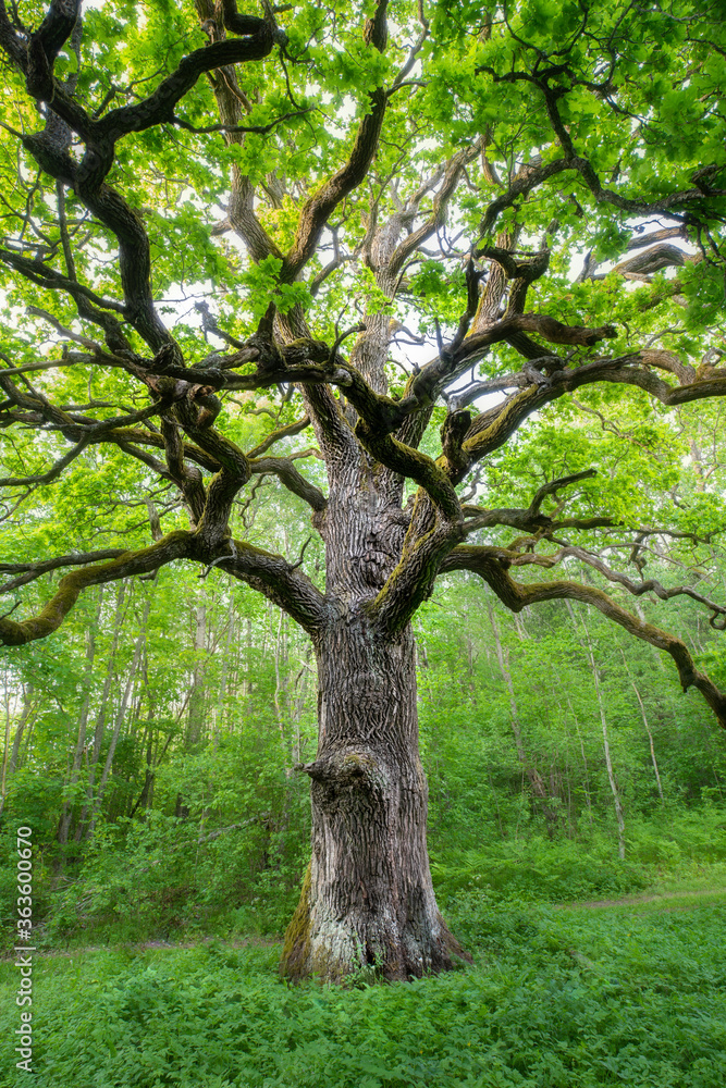 Tall green oak with lush foliage Tall green oak with lush foliage
