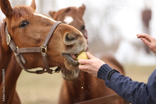 Hand-feeding a horse with a ripe organic Apple ©  Viktoriia