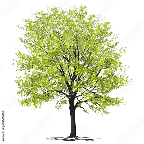 Ash-tree (Fraxinus L.) with green foliage