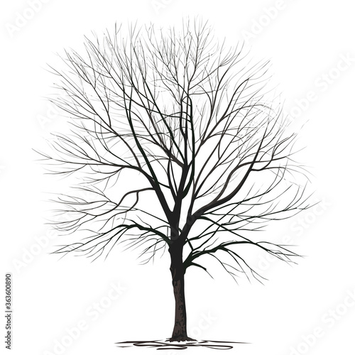 Ash-tree (Fraxinus L.) with fallen foliage