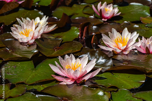 Water lily or lotus flower Marliacea Rosea. Lotus flowers with pink petals in beautiful pond. Evergreen landscaped garden. Close-up. Nature concept for design. There is a place for text.