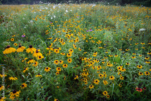 Wildflower meadow on floodplain of the Rivanna River in Charlottesville, Va. Black-eyed Susans (Rudbeckia hirta) are dominant, mixed with Queen Anne's lace, purple coneflowers, and coreopsis. photo