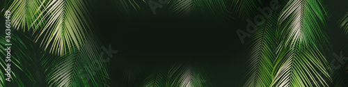 Tropical palm leaf banner © Anna