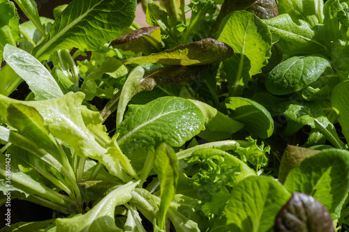 Lettuce Garden photo