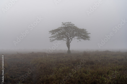 Foggy field landscape with strange shape tree