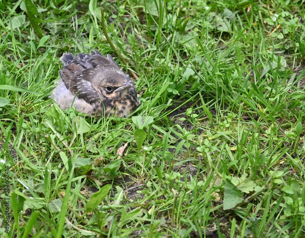 little bird in the grass little bird in the grass
