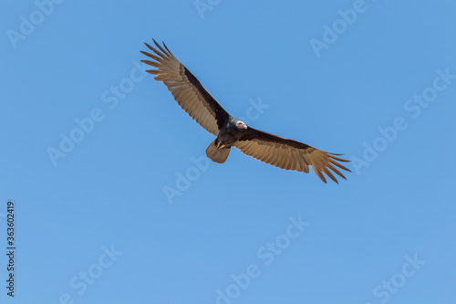 Gavião voando no céu azul. © Raulzito Moura