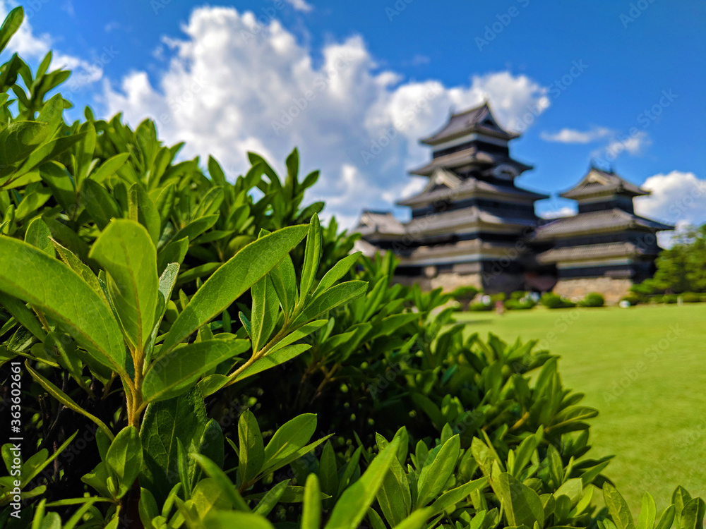 Bush with Matsumoto Castle in the Background