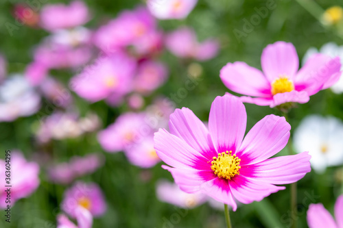 Close-up Of Pink Cosmos Flower © chaiwiwat duangjinda/EyeEm