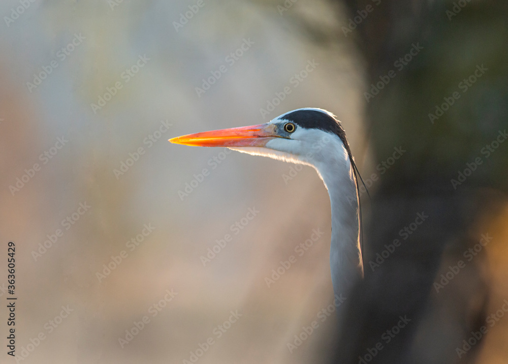 Grey heron portrait