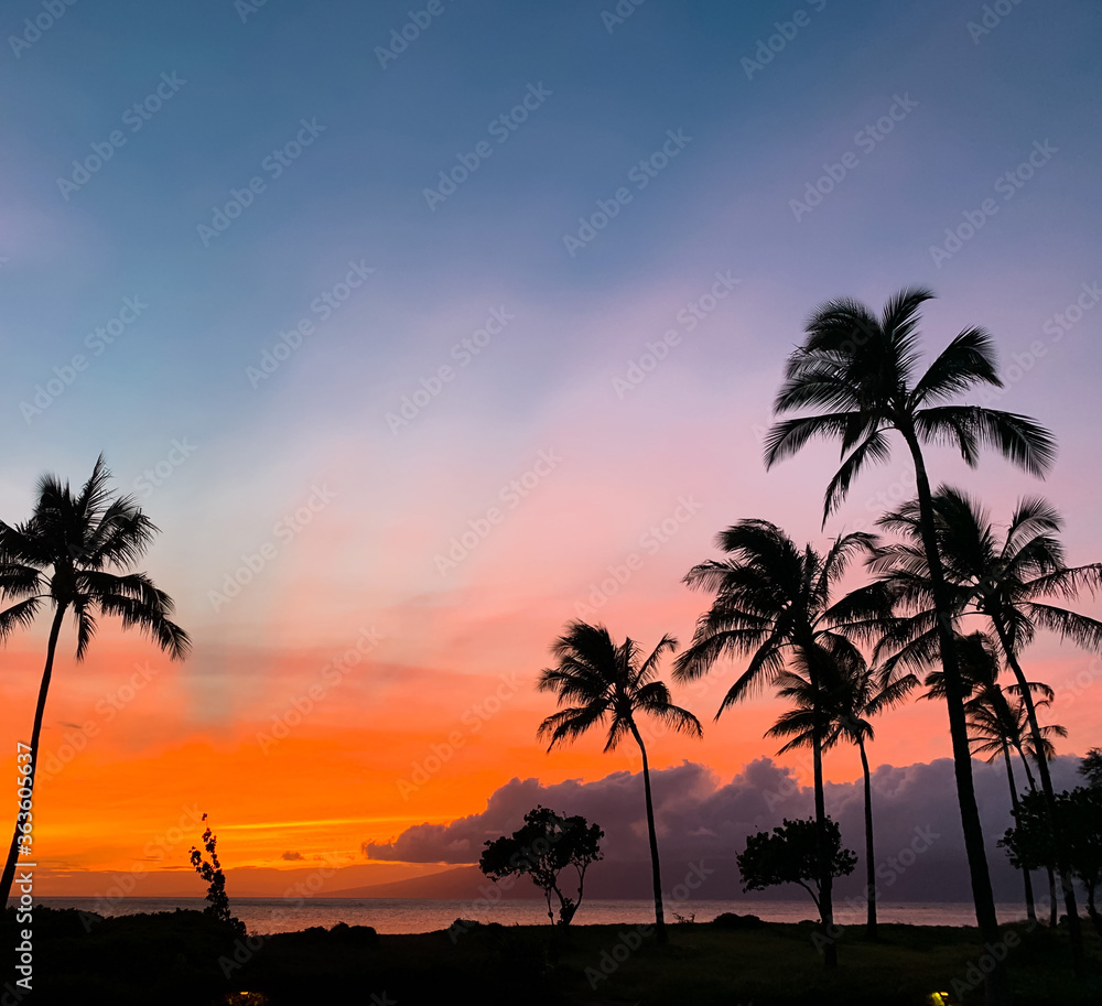colorful sunset with palm tree in Maui Island, Hawaii