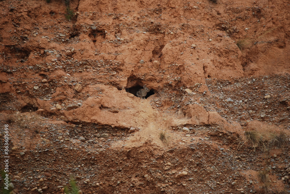 Fototapeta premium Wild Rabbit at Entrance of Burrow in Canyon Wall