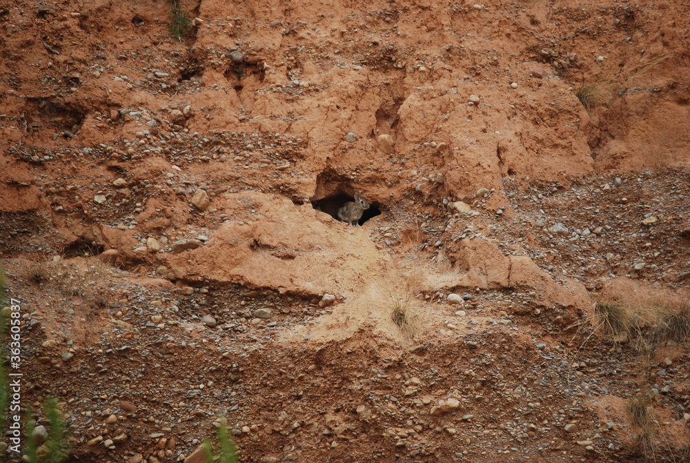 Fototapeta premium Wild Rabbit at Entrance of Burrow in Canyon Wall