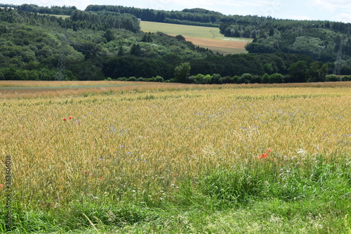 Sommerliche Eifel bei Kaiseresch photo