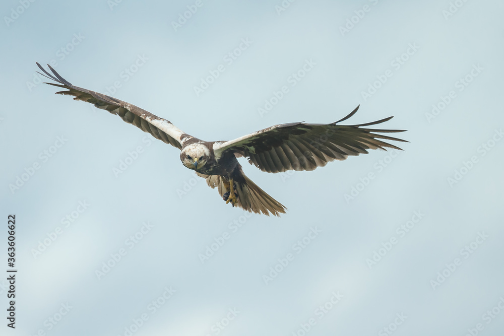 The western marsh harrier (Circus aeruginosus) in flight during mating season
