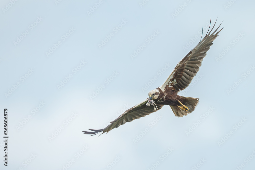 The western marsh harrier (Circus aeruginosus) in flight during mating season The western marsh harrier (Circus aeruginosus) in flight during mating season