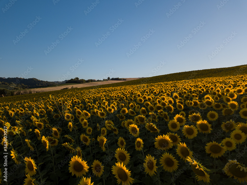 campi-di-girasole-al-tramonto-sulle-colline-di-pesaro-marche-italia