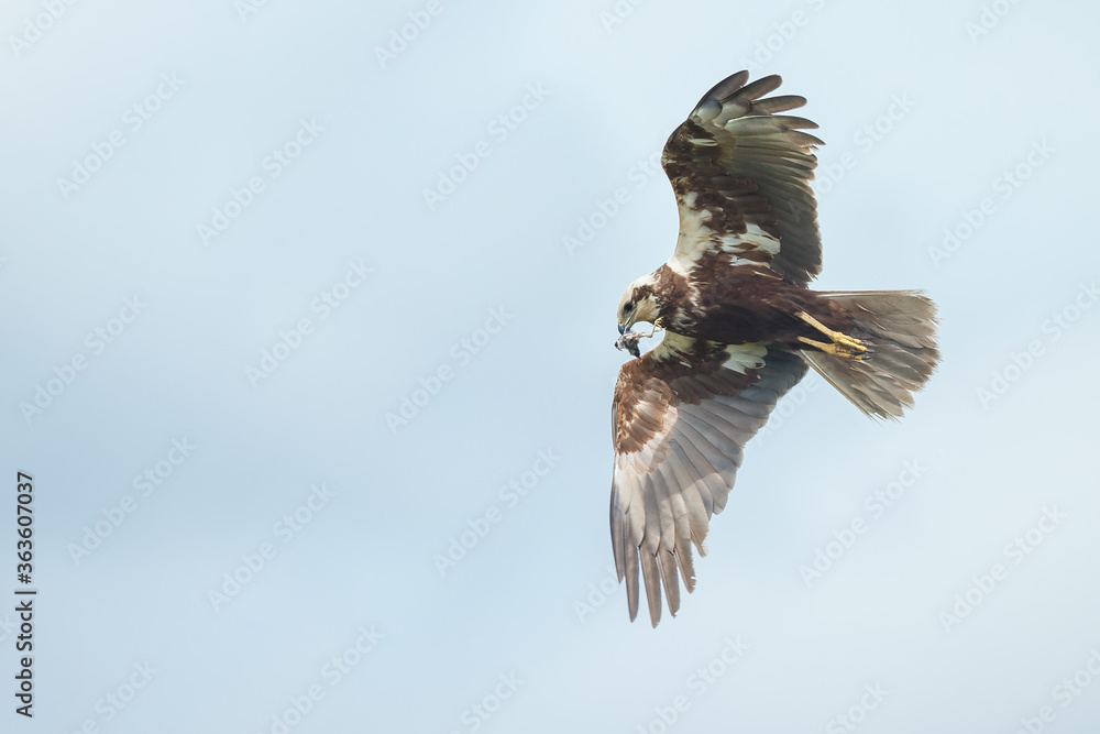 Obraz premium The western marsh harrier (Circus aeruginosus) in flight during mating season