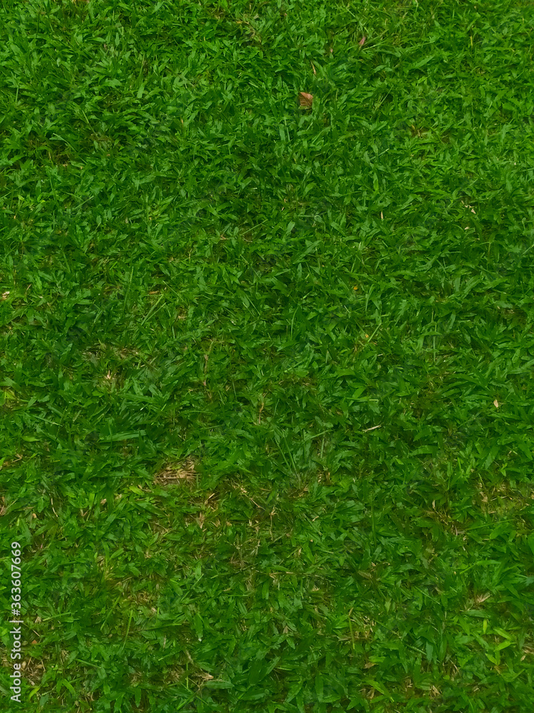 Top view of beautiful green grass texture Top view of beautiful green grass texture