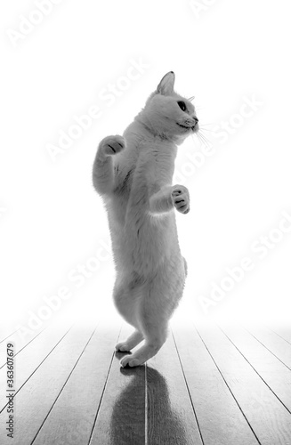 二足立ちしてダンスポーズする白猫、モノクロ写真、白背景