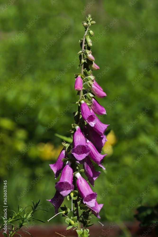 Obraz premium Blooming pink flowers on with green leaves on a green background 