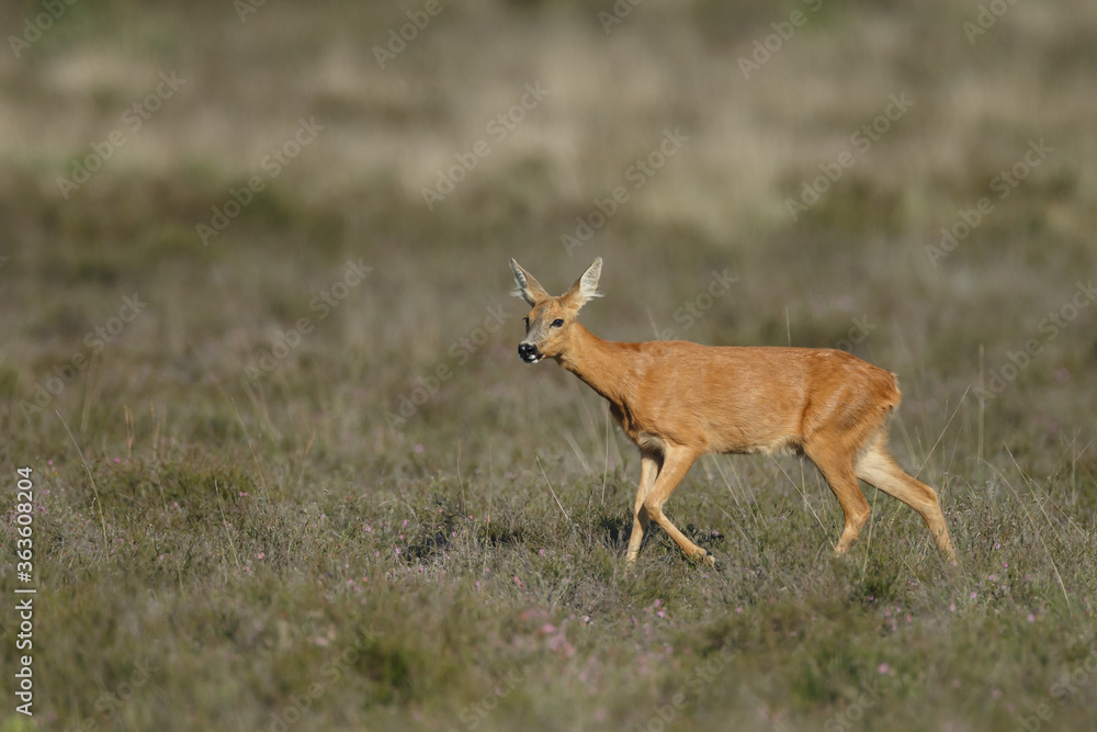 Roe deer in a field white buckwheat Roe deer in a field white buckwheat