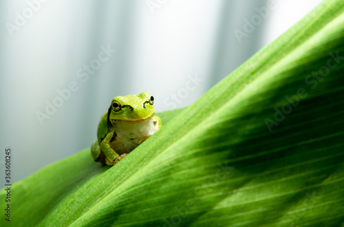 ニホンアマガエル