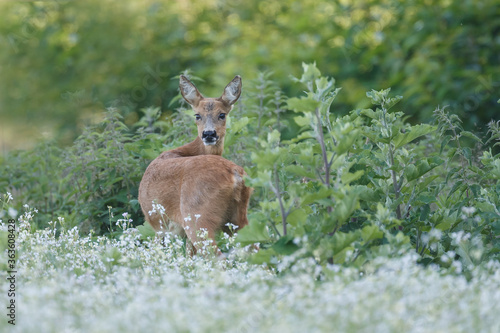 Roe deer in a field white buckwheat