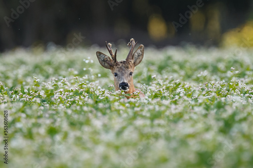 Roe deer in a field white buckwheat © Menno Schaefer