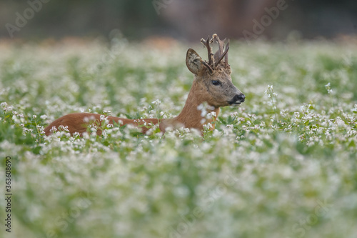 Roe deer in a field white buckwheat © Menno Schaefer