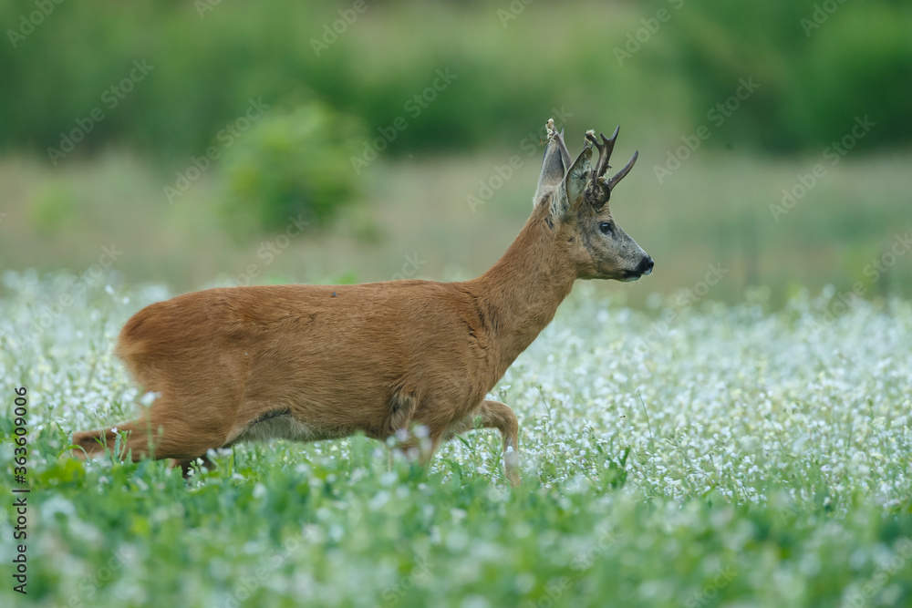 Fototapeta premium Roe deer in a field white buckwheat