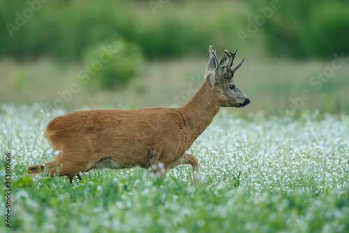 Roe deer in a field white buckwheat