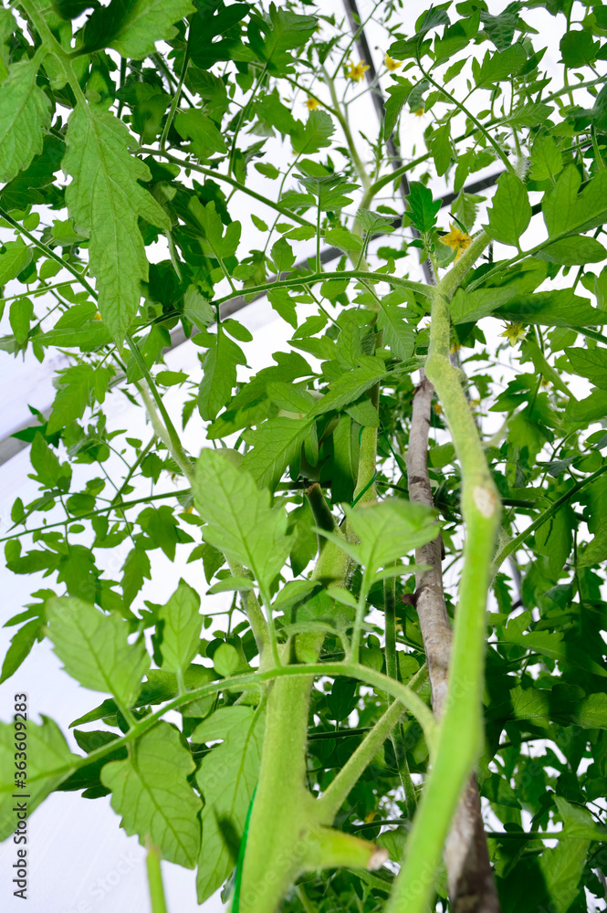close-up - tall tomato bush with yellow flowers and large green fleecy leaves, growing in a greenhouse close-up - tall tomato bush with yellow flowers and large green fleecy leaves, growing in a greenhouse