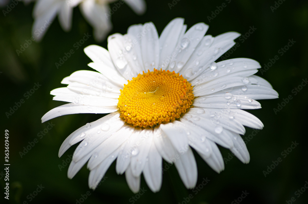 beautiful blooming summer flowers and plants