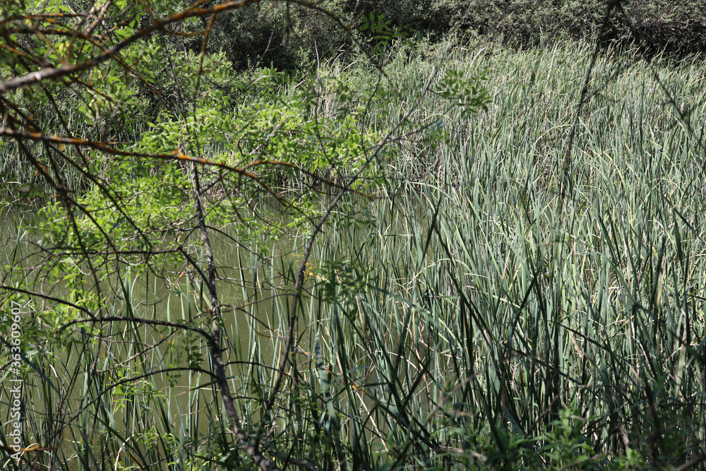 Fototapeta premium El Pardo, Rio Manzanares