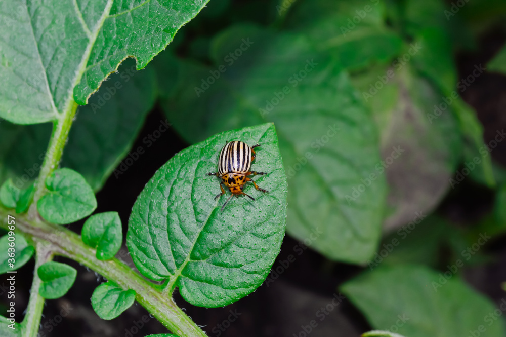 close-up - Colorado potato beetle sits on a green leaf of potato, eaten leaves are visible close-up - Colorado potato beetle sits on a green leaf of potato, eaten leaves are visible