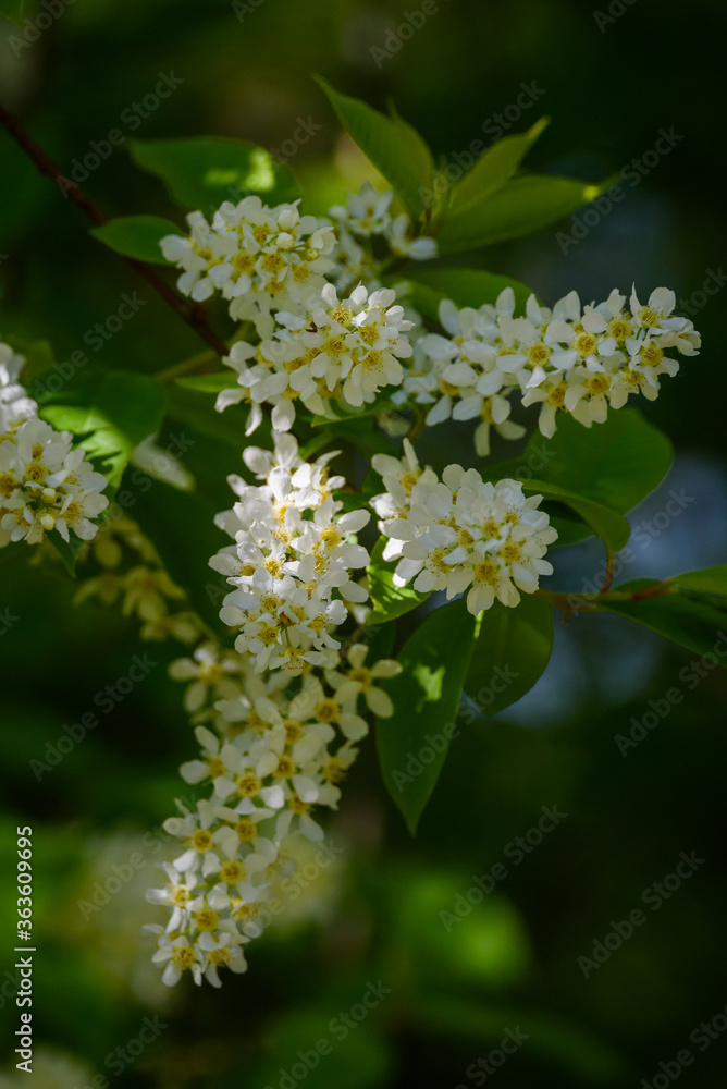 Bird cherry, Prunus padus blossoms on tree. Bird cherry, Prunus padus blossoms on tree.