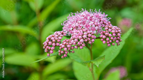 beautiful blooming summer flowers and plants