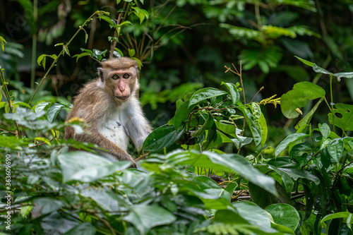 une femelle macaque sur le haut d'un arbre, sri lanka
