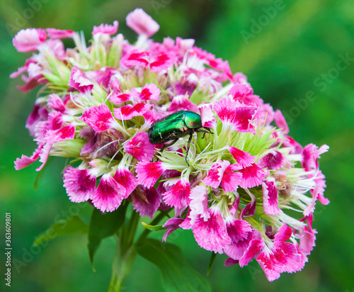 Obraz na plátne beautiful blooming summer flowers and plants