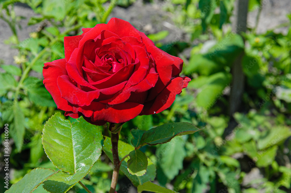beautiful blooming summer flowers and plants beautiful blooming summer flowers and plants