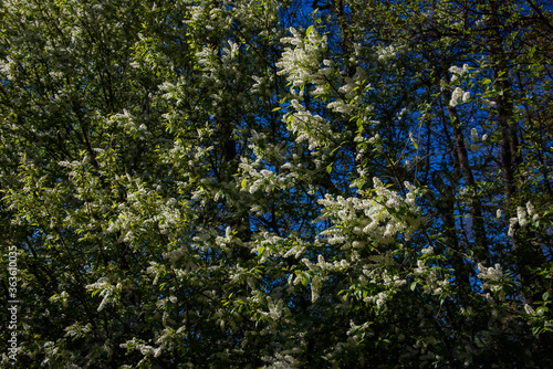 Bird cherry, Prunus padus blossoms on tree. photo
