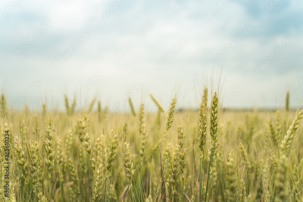 Wheat field Wheat field