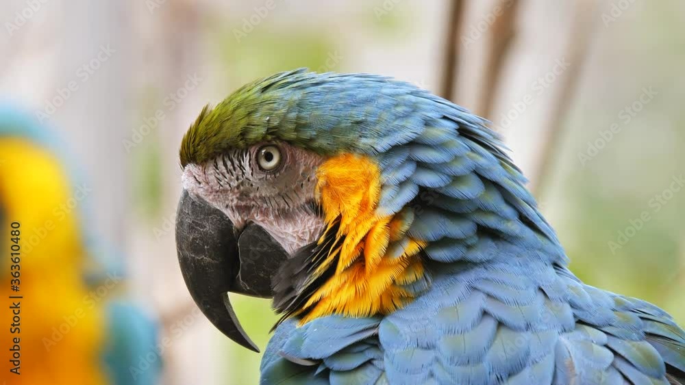 Macro close up showing detail face of macaw parrot with blinking eyes Macro close up showing detail face of macaw parrot with blinking eyes