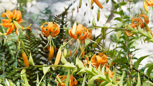 Lilium henryi | Lis de Henry, magnifique fleurs suspendues, tépales orangés recourbés vers le haut, marqués de traits bruns et d'impressionnantes étamines à filets vert, anthères rouge sombre photo